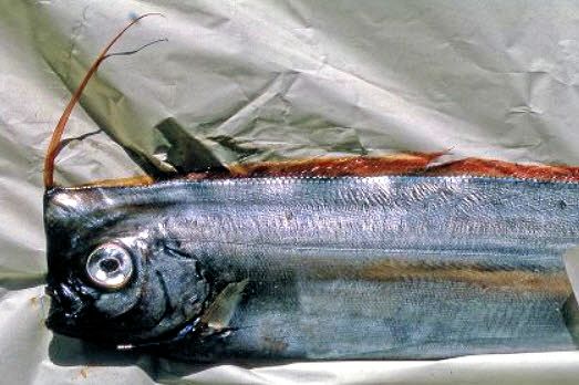 Lophotus lacepede_032.jpg